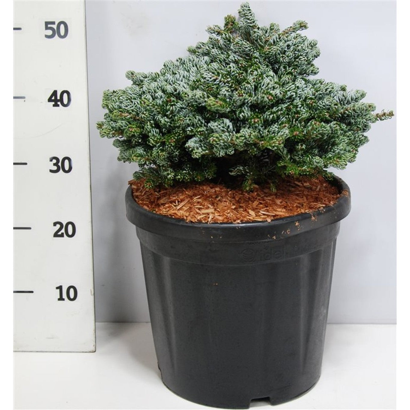 Koreagran – Abies koreana 'Kohout's Icebreaker' - C18 40-50 cm.